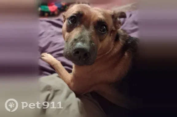 Lost dog, West Whiteley Street, 2256, Apache Junction, Phoenix — female with a pink collar - photo