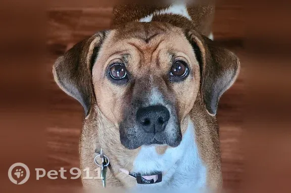 Lost dog, Corporate Drive, 2140, Addison — female, 25 lb. Beagle/Terrier mix - photo