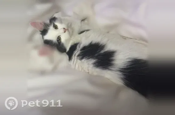 Lost cat, Vinalopo Drive, 4101, Austin, Bee Cave — small fluffy female - photo