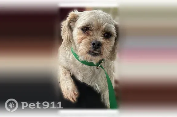 Missing dog Long Beach, photo: Lost female dog, Golden Shore, 1, Long Beach