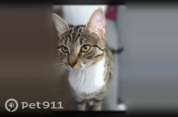 Missing cat Hanover, photo: Lost female cat, Beck Mill Road, 4, Hanover — shaved belly