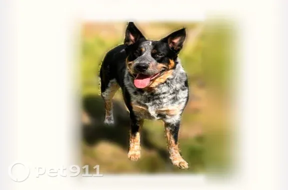 Lost dog, Red Bird Lane, Alabama, Athens — male Heeler with a white spot on his back - photo