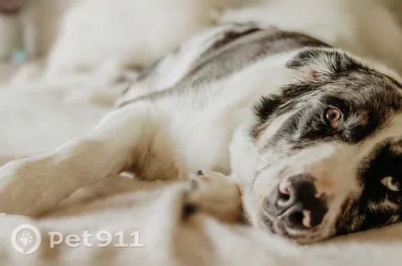 Lost male dog, South 32nd Street, 7349, Lincoln — very friendly - photo