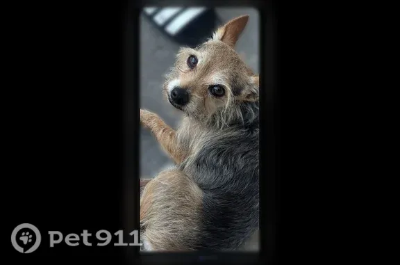 Lost dog, Northeast 1st Avenue, 2049, Pompano Beach — small black and brown male named King - photo