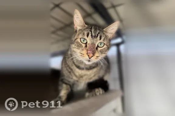 Lost male cat, Ambrose Lane, Huntington Beach — shy 9-year-old tabby with green eyes - photo