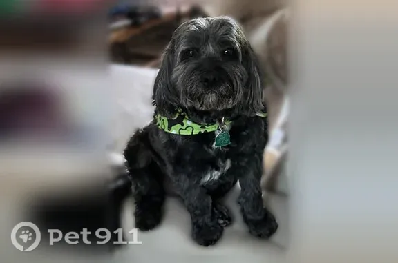 Lost dog, East 124th Street, Jenks — standard poodle and black terrier mix - photo