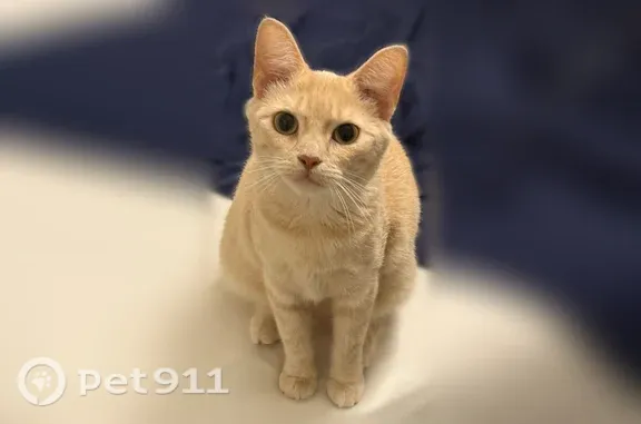 Lost cat, female, Pocahontas Drive Northeast, 5264, Knoxville, Knoxville — cream tabby with orange lines - photo