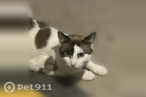 Lost pets Arlington, photo: Lost cat, male, Pin Oak Lane, 2115, Arlington — very blue eyes