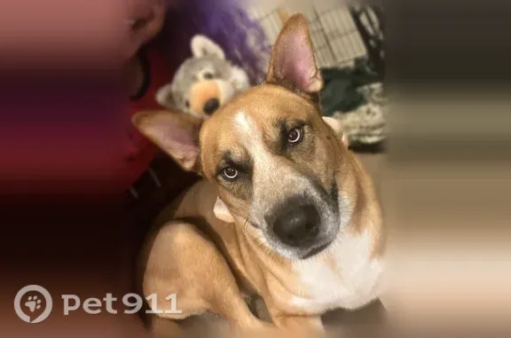 Lost dog, male, Stonecrest, Georgia, Stonecrest - photo
