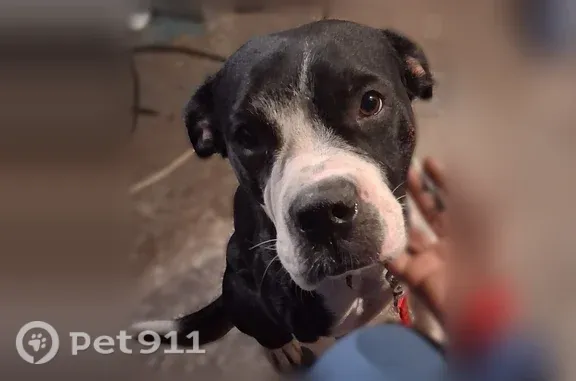 Missing dog Columbus, photo: Lost dog, West Broad Street, 4331, Columbus — friendly female, almost 2 years old