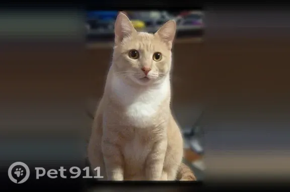 Lost cat, Hemlock Street, 1808, Longview, Portland — large male with white paws - photo