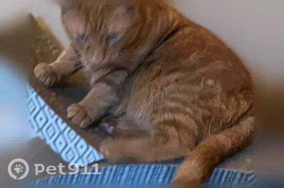 Orange tabby, no white markings, neutered, ear tipped, 6years old, about 13 pounds. Prior to this, he was strictly an indoor cat. He will be timid with strangers but is a sweet boy.
