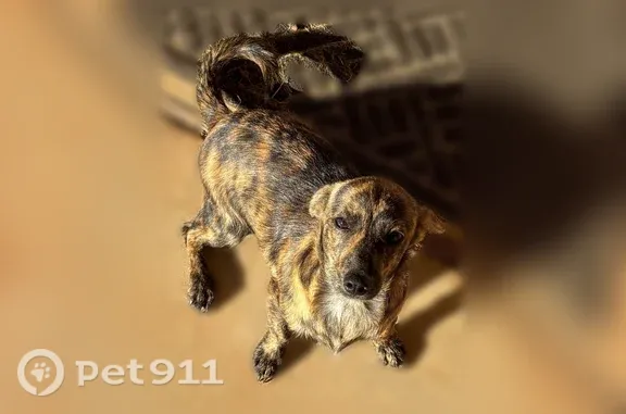 Found pets Oklahoma City, photo: Found male dog, North Rockwell Avenue, 11101, Oklahoma City — brindle coat