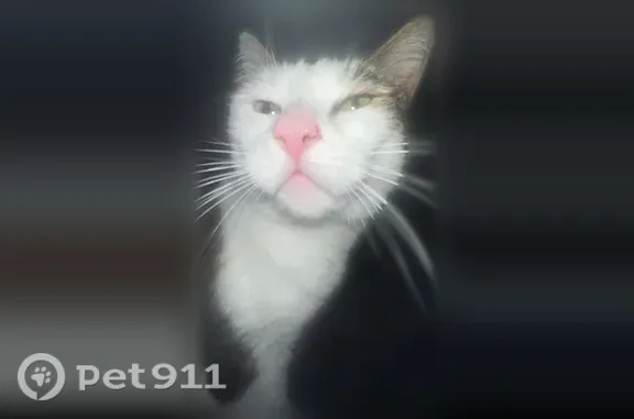 Lost cat, female, Stonehaven Avenue, 943, Newmarket — one blue eye and one green eye - photo