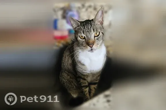 Lost cat, Southeast Jacaranda Street, 3979, Stuart, Stuart — male with white chest and paws - photo
