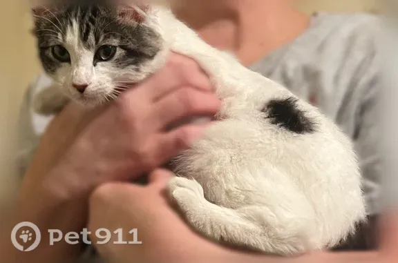 Found pets Antioch, photo: Found female cat, Kean Avenue, Antioch — gray tabby face and tail