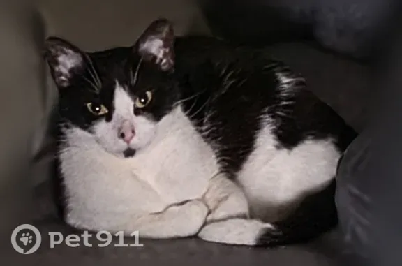 Lost cat, Quintard Terrace, Stamford, Yonkers — small female tuxedo cat with a black chin - photo