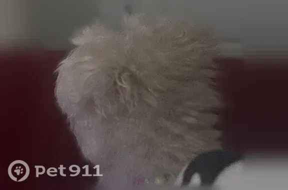 Found pets Fort Worth, photo: Found dog, Cobb Park Drive West, 2700, Fort Worth — small white poodle mix