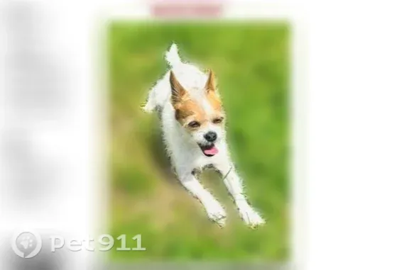Lost dog, West 8th Street, 320, Deer Park, Houston — small long-haired male Chihuahua - photo