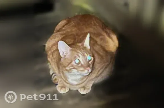 Lost cat, Maggie Court, 87, Covington — orange tabby male - photo