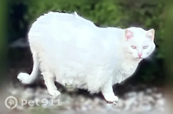 Found pets Warren, photo: Found cat, Dequindre Road, 30452, Warren — white cat that approaches people