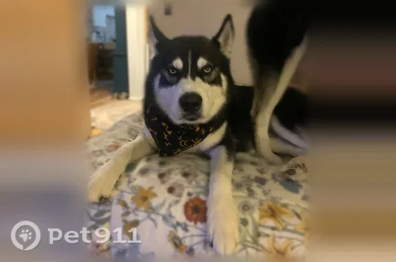 Lost dog, Puritan Drive North, Buena, Vineland — last seen near Dollar General late Friday night - photo
