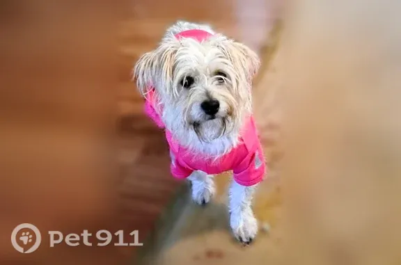 Lost dog, Calk Lane, 140, Boerne — female - photo