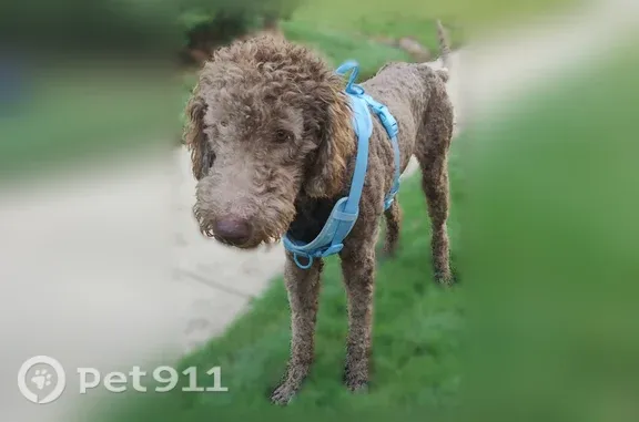 Found dog Plano, photo: Found male dog, Water Oak Drive, 624, Plano — Goldendoodle without a chip