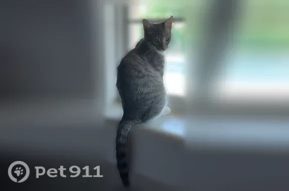 Lost female cat, Avenue Vallejo, 53210, La Quinta, Indio — responds to Ellie - photo