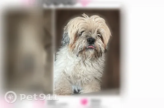 Lost male dog, Suez Drive, 10330, El Paso - photo