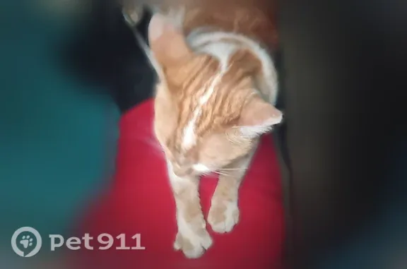 Lost cat, Hermosa Road, 17162, Bend, Arlington — small orange and white female - photo