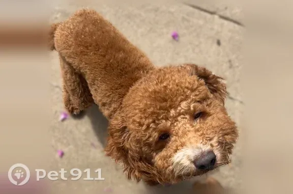 Lost dog, Hawick Lane, 3733, Dallas — white chest and red coat - photo
