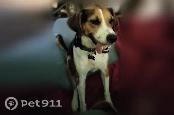 Lost female dog, Tyler Street, 1814, Denton — brown head and long ears - photo