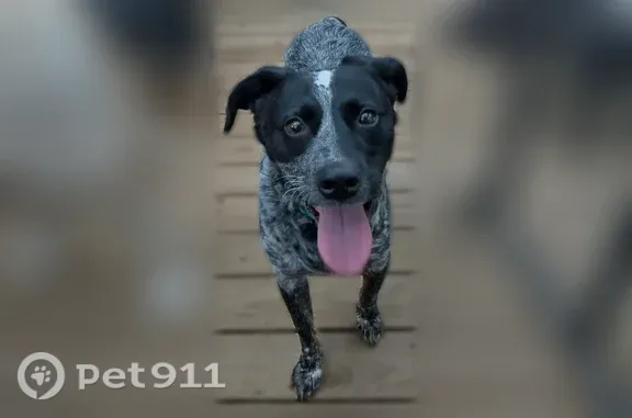 Lost male dog, McDonough Highway, Conyers — black and white speckled, blind in left eye - photo