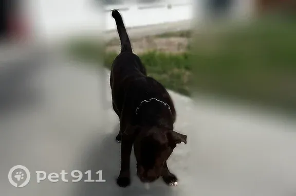 Found pets Dallas, photo: Found dog, Blue Ridge Boulevard, 3902, Dallas — male, brown and intact