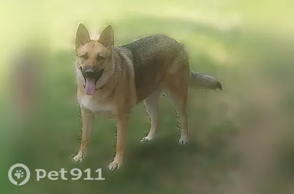 Lost female dog, North Washburn Road, 4414, Oregon Township, Davison — tan Shepherd with some black - photo