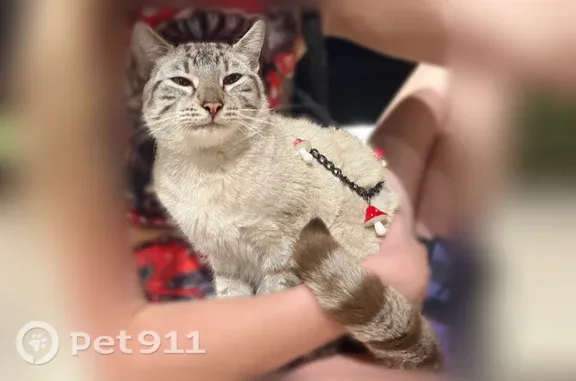 Found cat Tampa, photo: Found cat, East Fletcher Avenue, 1101, Tampa — friendly Siamese mix with blue eyes