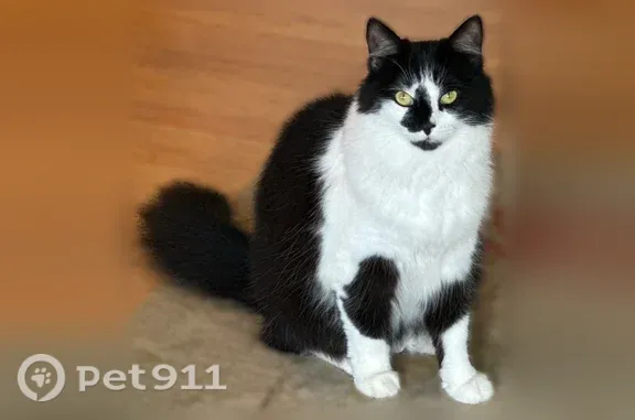 Lost cat, North 1st Street, Dixon — long-haired tuxedo female - photo