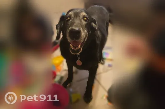 Lost dog, El Paso, Texas, Tempe — female, wearing a pink collar - photo