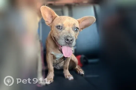 Lost dog, South Buena Vista Street, 535, Hemet — male, very friendly - photo