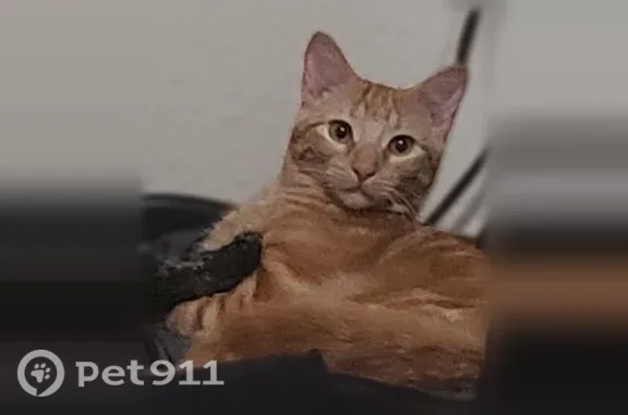 Lost pets Grand Prairie, photo: Lost male cat, West Westchester Parkway, Grand Prairie — 7-month-old orange Domestic Shorthair
