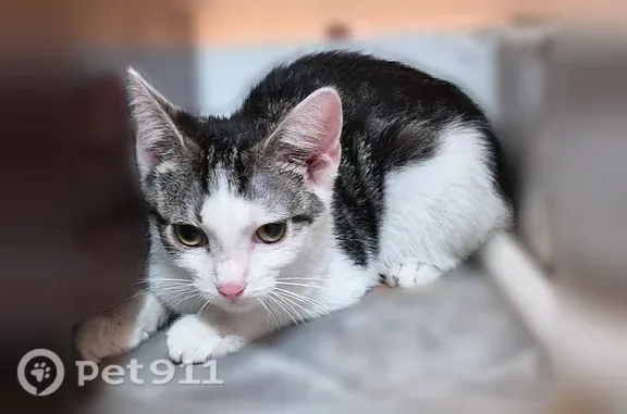 Lost female cat, Stock Pen Mountain Road, 174, Narrows — answers to Ahsoka or Kitty Kitty - photo