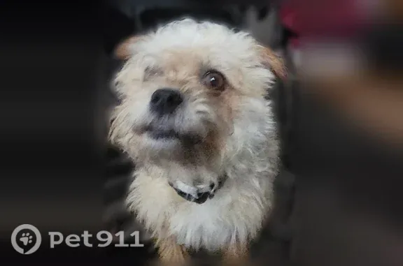 Lost dog, East Bannister Road, 10703, Kansas City — female, brown and white - photo