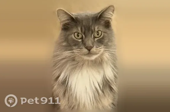 Lost Cat, Orchard Valley Circle, 144, Hendersonville — male with long gray fur and white front paws - photo