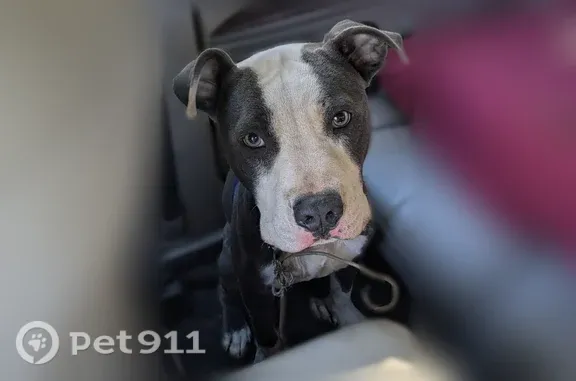 Found pets Belvedere Park, photo: Found dog, Hollyhock Terrace, Belvedere Park — very skinny and scared