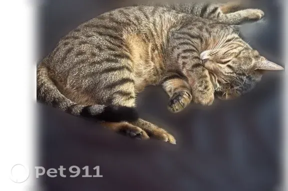 Lost female cat, Window Cliff Road, 4301, Window Cliff Estates, Baxter — Bengal and very affectionate - photo