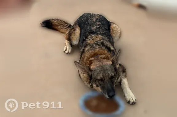 Found pets Phoenix, photo: Found Dog, North 40th Avenue, 3143, Phoenix — two German Shepherd mixes