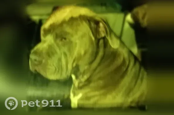 Lost dog, Moon Road, Columbus — gray, friendly pit bull - photo