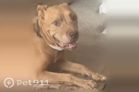 Missing dog Pittsburg, photo: Lost male dog, West 7th Street, 157, Pittsburg — tan coat and black collar