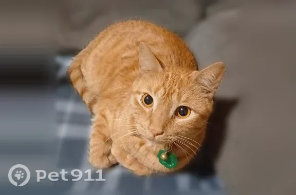 Lost cat, West 41st Street, 4800, Sioux Falls — bright orange tabby with big orange eyes - photo